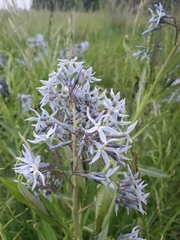 Amsonia illustris