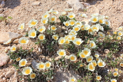 Dryas sumneviczii