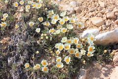 Dryas sumneviczii