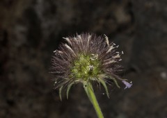 Pterocephalus plumosus