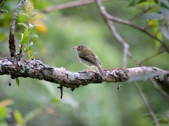 Atalotriccus pilaris