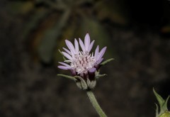 Pterocephalus plumosus