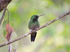 Saucerottia viridigaster