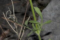 Pterocephalus plumosus