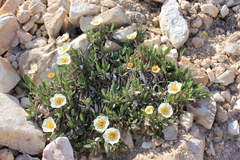 Dryas sumneviczii