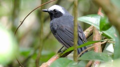 Myrmoborus leucophrys