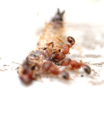 Tetramorium lanuginosum