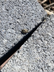 Calligrapha multipunctata