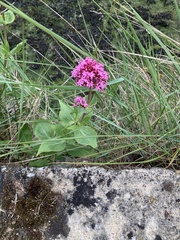 Centranthus ruber