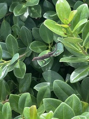 Anolis sagrei