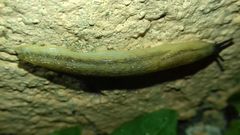 Arion fasciatus