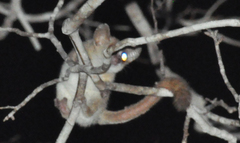Microcebus murinus
