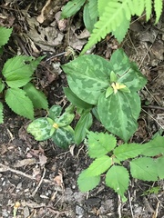 Trillium luteum