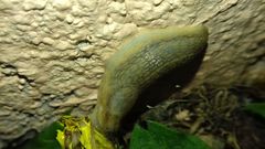 Arion fasciatus