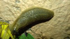 Arion fasciatus