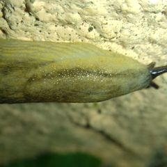 Arion fasciatus