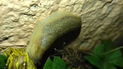 Arion fasciatus