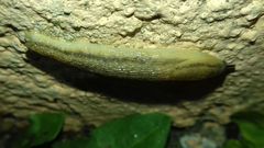 Arion fasciatus