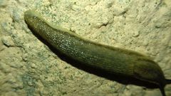 Arion fasciatus