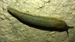 Arion fasciatus