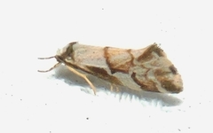Philenora chionastis