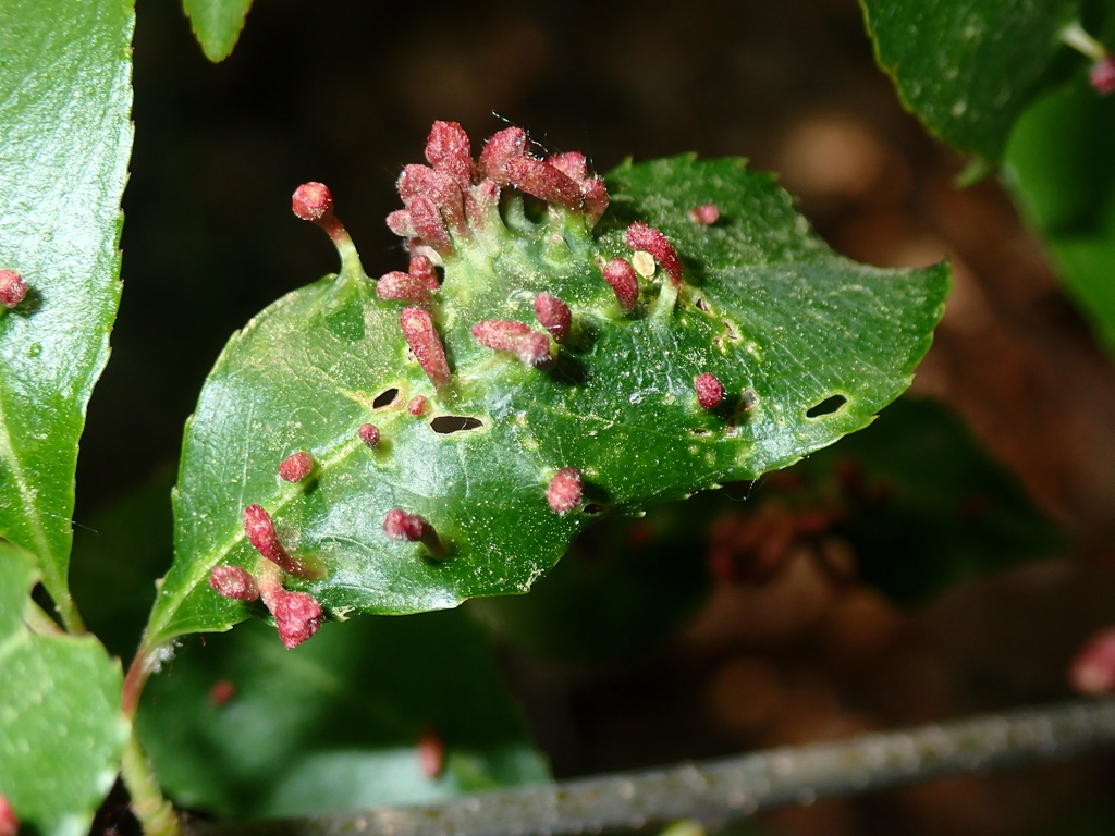 Eriophyini