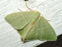 Urolitha bipunctifera