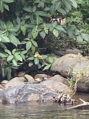 Sanchezia parvibracteata