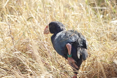 Porphyrio hochstetteri