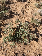 Acleisanthes diffusa