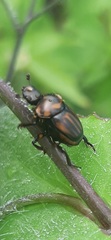 Canthon septemmaculatus