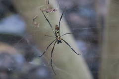Trichonephila antipodiana