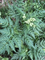 Anthriscus sylvestris