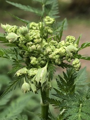 Anthriscus sylvestris