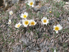 Dryas sumneviczii