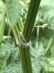 Anthriscus sylvestris