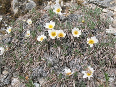 Dryas sumneviczii