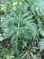 Anthriscus sylvestris
