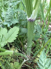 Anthriscus sylvestris