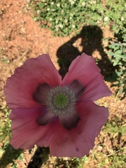 Papaver somniferum