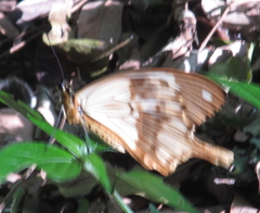 Papilio dardanus cenea