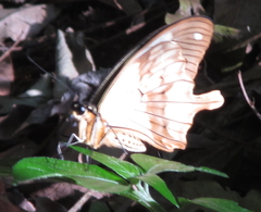 Papilio dardanus cenea