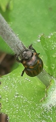 Canthon septemmaculatus
