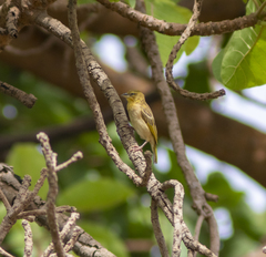 Ploceus
