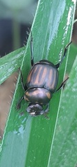 Canthon septemmaculatus