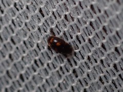 Litargus tetraspilotus
