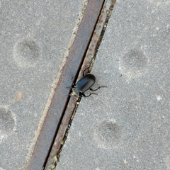 Calosoma maderae