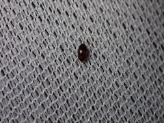 Litargus tetraspilotus