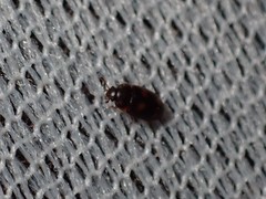 Litargus tetraspilotus