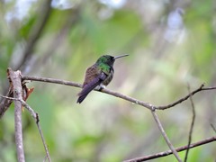 Saucerottia viridigaster